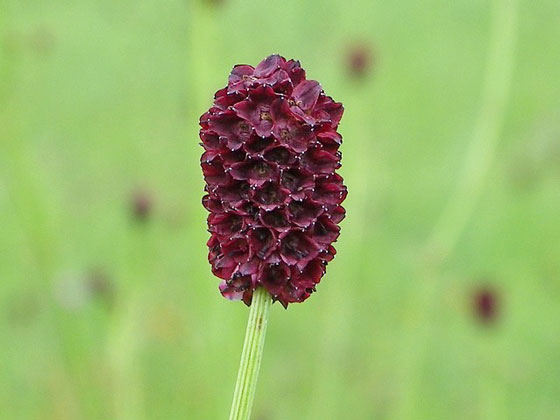 ワレモコウは夏に咲く花