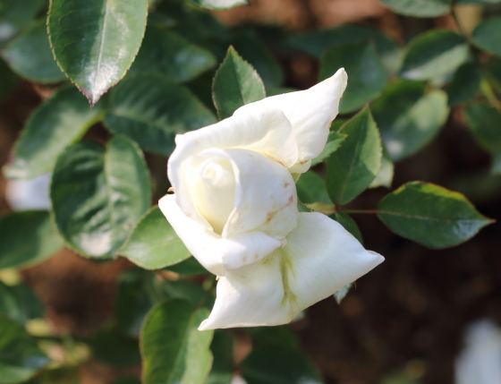 白鳳は白色バラ