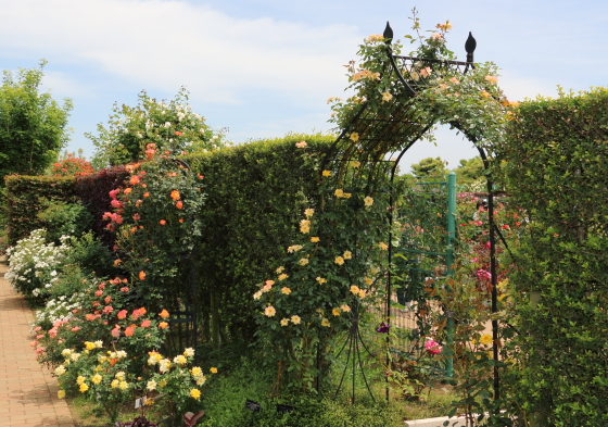 花菜ガーデンの風景