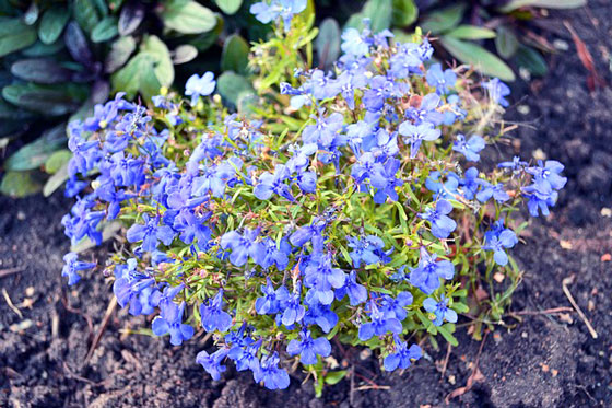 ロべリアは一年草と多年草がある