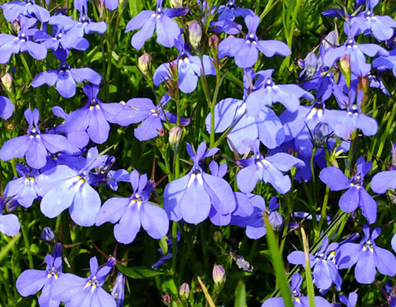 ロべリアは春から秋まで開花する