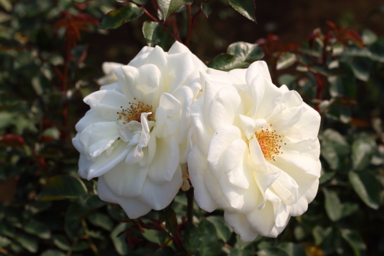 サラトガは白色のバラ