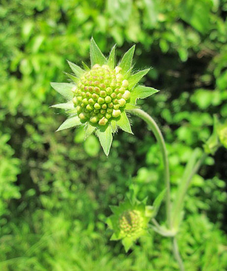 別名は松虫草