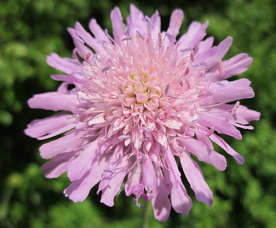 スカビオサ 季節の花 春から秋まで長く咲く花 イパネマおやじ イパネマおやじ ハーブとバラ 育てる楽しさは１株から心と風景が豊かになる夢の時間