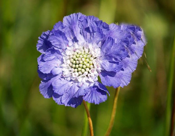 スカビオサ 季節の花 春から秋まで長く咲く花 イパネマおやじ イパネマおやじ ハーブとバラ 育てる楽しさは１株から心と風景が豊かになる夢の時間