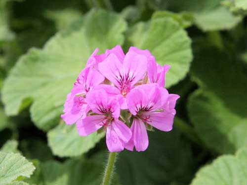 ハーブ季節の花