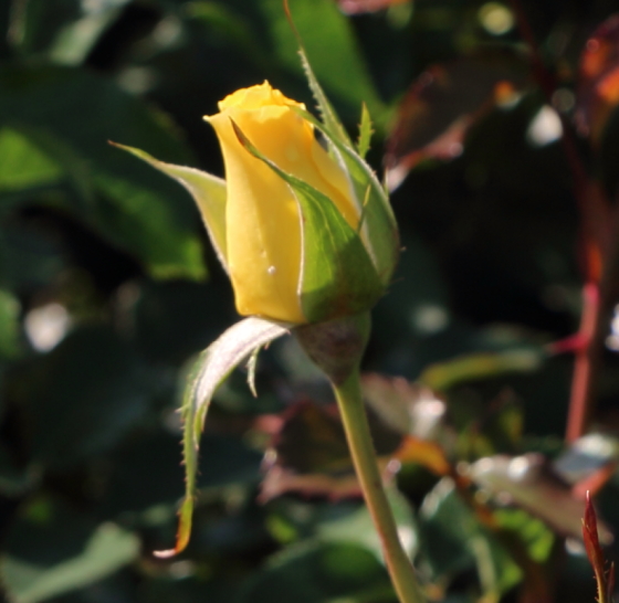 サンフレアーは黄色のバラ