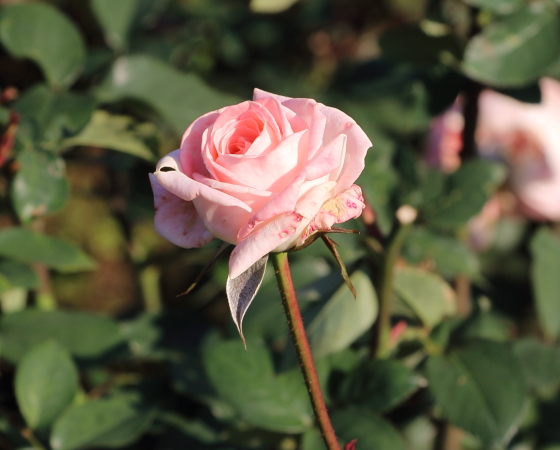 四季咲き性のバラ