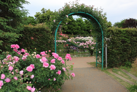 花菜ガーデンの風景　