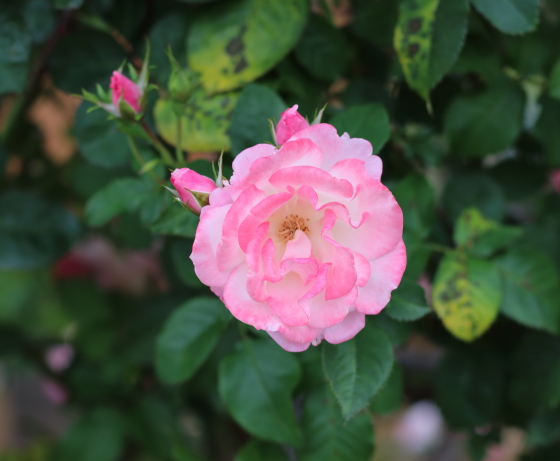 つるソニアはピンク色のバラ