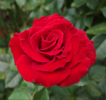 ヘルムットコールローズは赤色のバラ