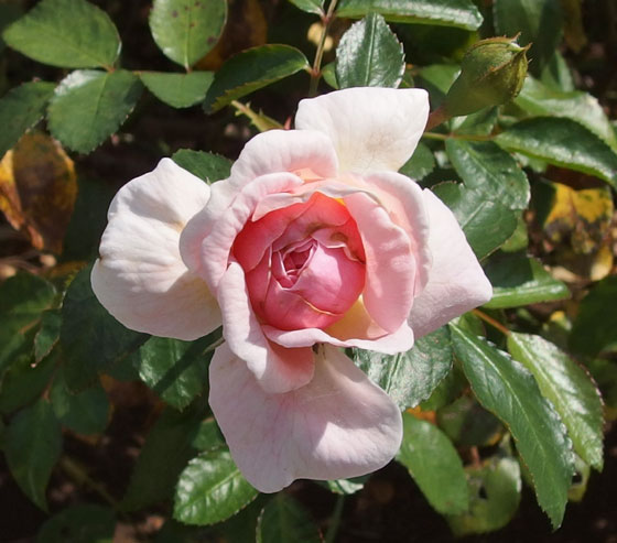 淡いピンク色のバラ