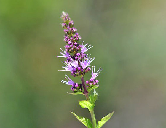 ペパーミント ハーブ植物の育て方 精油には殺菌力がある イパネマおやじ イパネマおやじ ハーブとバラ 育てる楽しさは１株から心と風景が豊かになる夢の時間