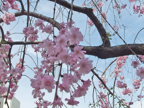 桜の咲く風景