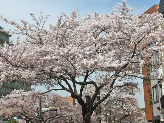 桜の咲く風景