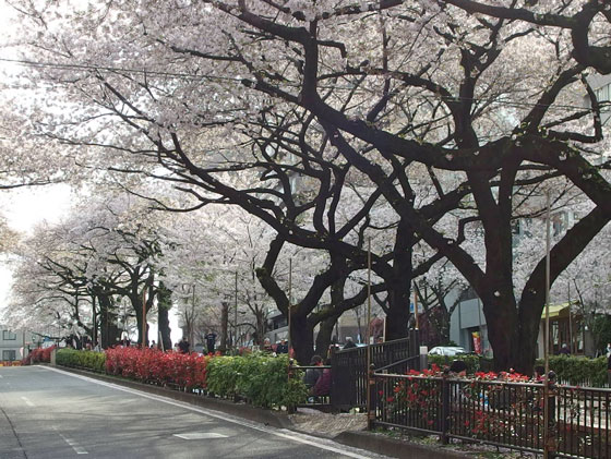 桜の咲く風景