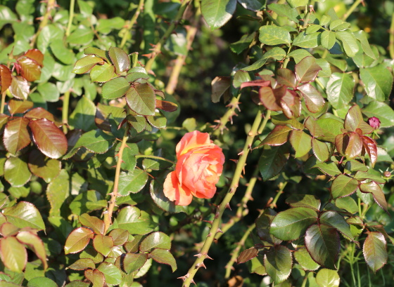 濃いオレンジ色のバラ