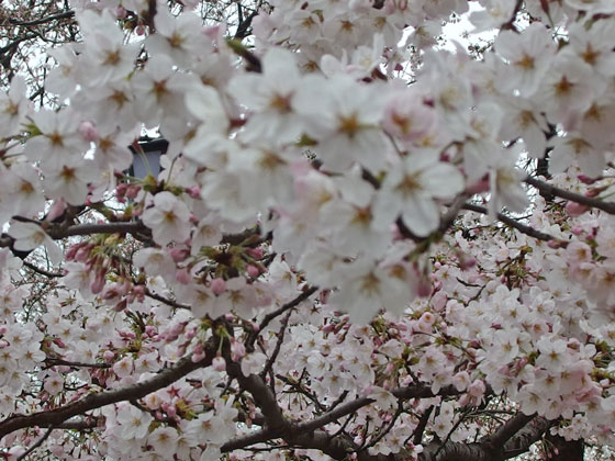 桜の咲く風景