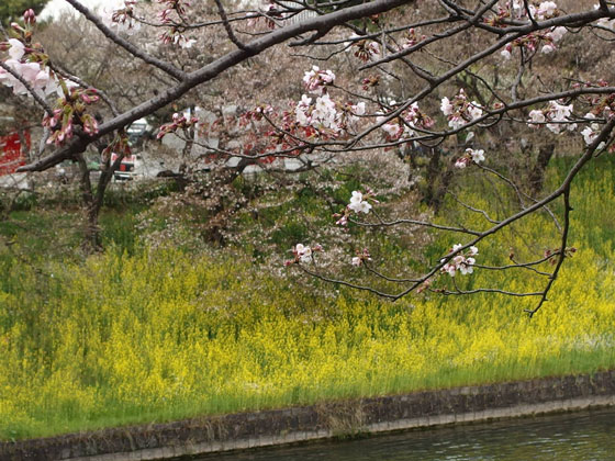 お堀に咲く桜