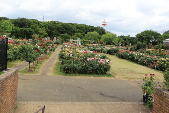 京成バラ園の風景