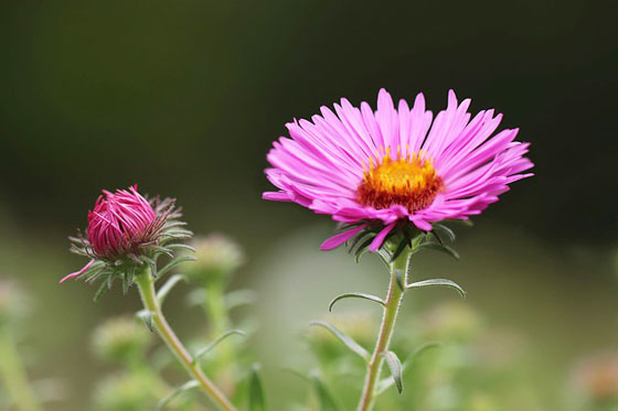 アスター 季節の花 初夏から秋まで長く鑑賞できる イパネマおやじ イパネマおやじ ハーブとバラ 育てる楽しさは１株から心と風景が豊かになる夢の時間