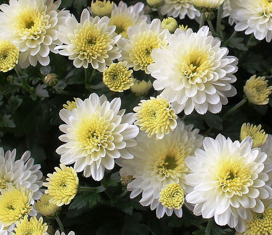 アスター 季節の花 初夏から秋まで長く鑑賞できる イパネマおやじ イパネマおやじ ハーブとバラ 育てる楽しさは１株から心と風景が豊かになる夢の時間