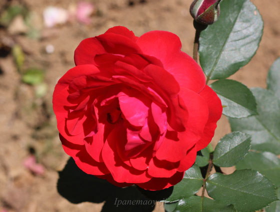 コルデス作出の赤色バラ