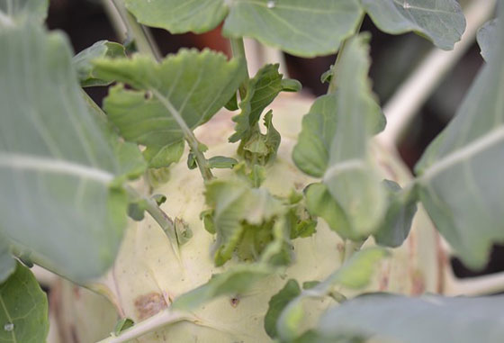 シャキシャキ野菜です