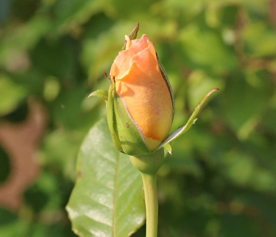 淡い杏色のバラ