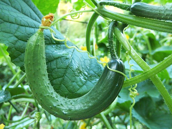 キュウリは野菜です