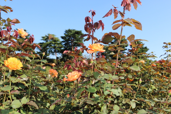 花形は波状弁咲き