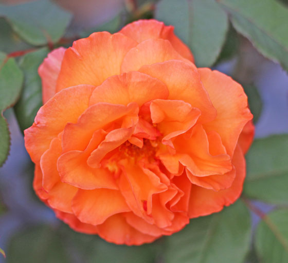 オレンジ色のバラです