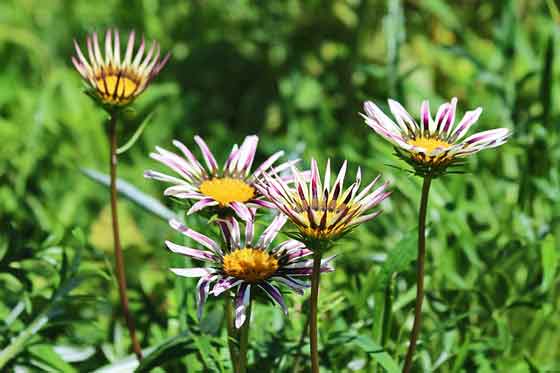 ガザニア 季節の花 春から晩秋まで長く開花する花 イパネマおやじ イパネマおやじ ハーブとバラ 育てる楽しさは１株から心と風景が豊かになる夢の時間