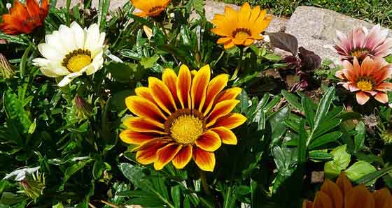 ガザニア 季節の花 春から晩秋まで長く開花する花 イパネマおやじ イパネマおやじ ハーブとバラ 育てる楽しさは１株から心と風景が豊かになる夢の時間