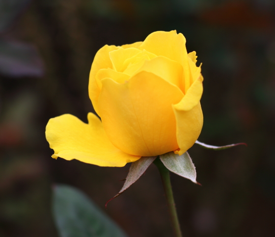 ヘンリーフォンダは黄色のバラ