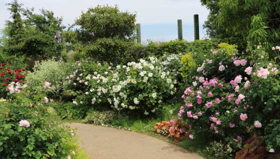 花菜ガーデンの風景