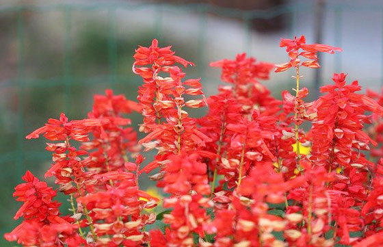 サルビア スプレンデンス 季節の花 初夏から秋まで咲く緋色の花 イパネマおやじ イパネマおやじ ハーブとバラ 育てる楽しさは１株から心と風景が豊かになる夢の時間