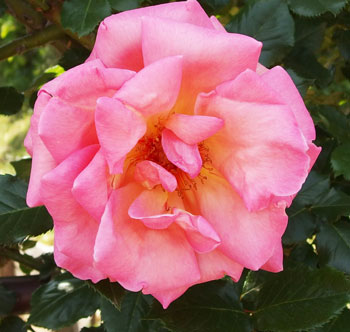 ローズピンク色のバラです