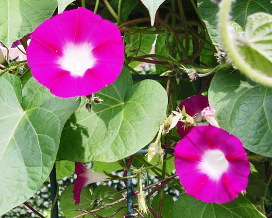 朝顔は夏の花