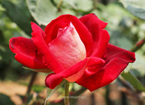 バヤゾは赤色のバラ