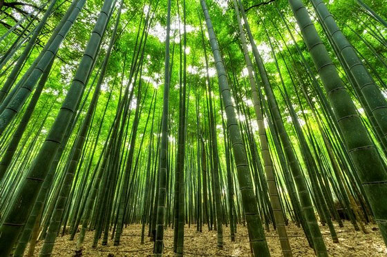 竹や笹