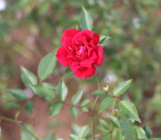 赤色のバラ