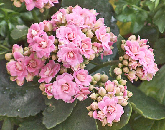 カランコエ 季節の花 室内で育てると年中開花する イパネマおやじ イパネマおやじ ハーブとバラ 育てる楽しさは１株から心と風景が豊かになる夢の時間