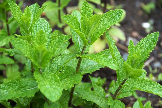 庭に植えるとトラブルになる植物１０ ハーブや季節の草花 花木の管理 イパネマおやじ イパネマおやじ ハーブとバラ 育てる楽しさは１株から心と風景が豊かになる夢の時間