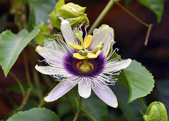 トケイソウは熱帯植物です