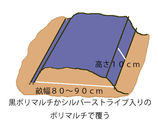 ポリマルチで覆う