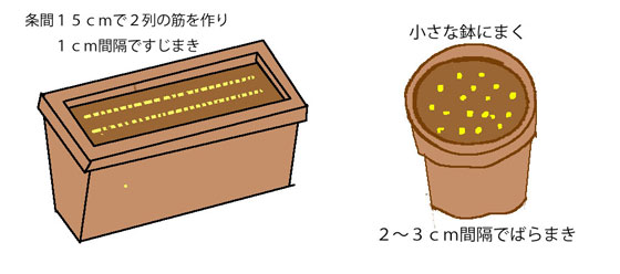 タネまき鉢植え