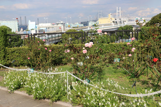 アメリカ山公園のバラ