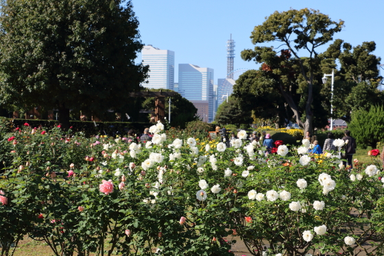 山下公園のバラ