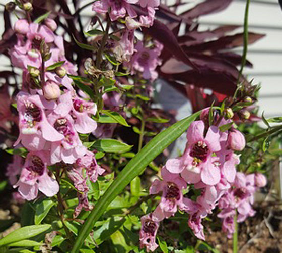 アンゲロニア 季節の花 春から秋まで長く咲く草花 イパネマおやじ イパネマおやじ ハーブとバラ 育てる楽しさは１株から心と風景が豊かになる夢の時間